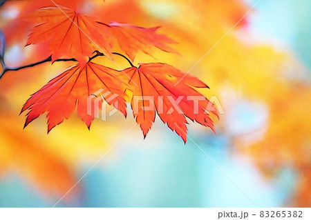 パステル調　”もみじ　紅葉　秋イメージ”　イラストイメージ 83265382