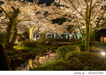 日本さくら名所100選　金沢の兼六園の夜桜 83265409