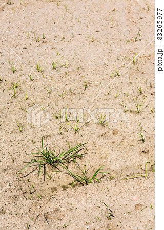 夏の乾燥した畑で数本残る雑草 83265977
