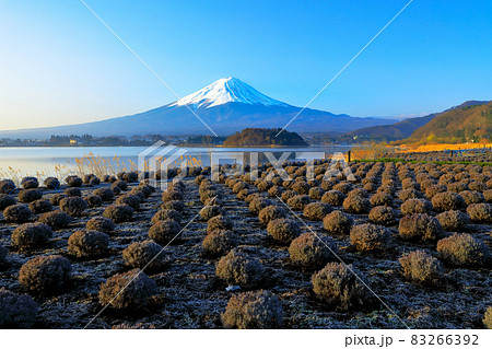 冬のラベンダー畑と富士山（河口湖大石公園） 83266392