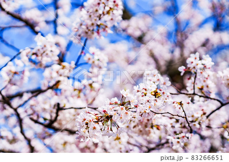 桜 サクラ 春 【 日本 の 春 の イメージ 】 桜 サクラ 春 【 日本 の 春 の イメージ 】 83266651