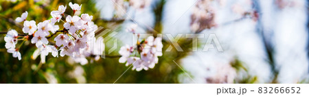 桜 サクラ 春 【 日本 の 春 の イメージ 】 桜 サクラ 春 【 日本 の 春 の イメージ 】 83266652