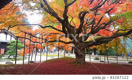 糸島市雷山観音千如寺の樹齢400年の大楓の木の見事な紅葉 83267122