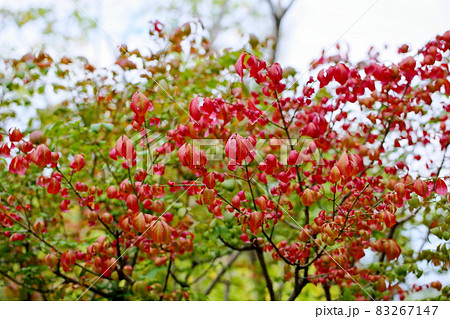 コマユミ紅葉 83267147