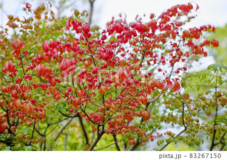 コマユミ紅葉 83267150