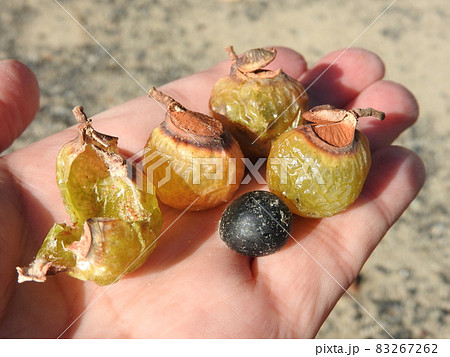 ムクロジの実 83267262