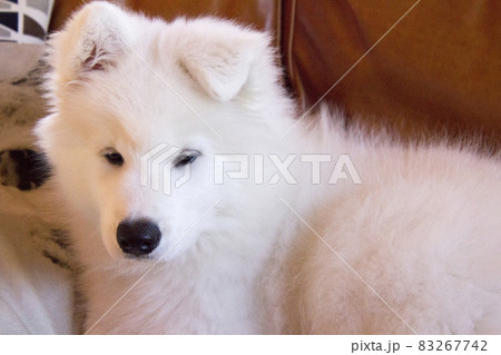 かわいいサモエドの子犬 83267742