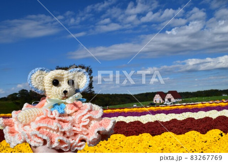 東京ドイツ村　たくさんの菊 83267769