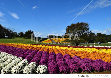 東京ドイツ村　たくさんの菊からマリーゴールドに続く 83267888