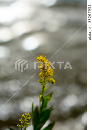 信濃川・やすらぎ堤の小さな背高泡立草(せいたかあわだちそう) 信濃川・やすらぎ堤の小さな背高泡立草(せいたかあわだちそう) 83267931