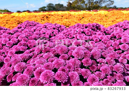 満開の菊 満開の菊 83267933