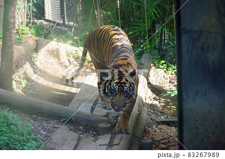 年賀状素材:寅年の干支の動物である虎(トラ) 年賀状素材:寅年の干支の動物である虎(トラ) 83267989