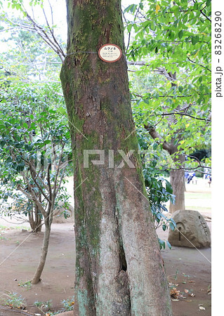 椋木(むくのき)の幹と樹皮 椋木(むくのき)の幹と樹皮 83268290