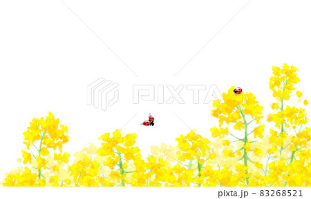 菜の花畑とてんとう虫の水彩イラスト 菜の花畑とてんとう虫の水彩イラスト 83268521