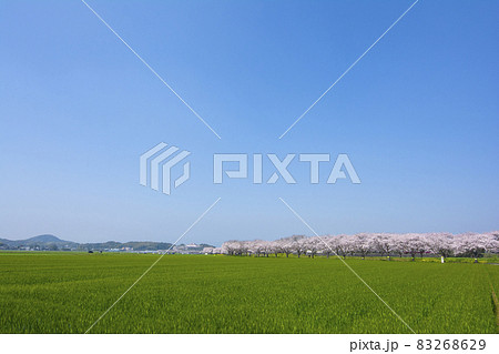 福岡 83268629