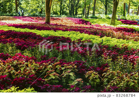 カラフルなボーダー柄に植えられたコリウス／【国営武蔵丘陵森林公園】埼玉県比企郡滑川町 83268784