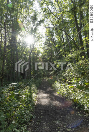 北海道の原生林と森の中 83269086