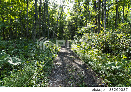 北海道の原生林と森の中 83269087