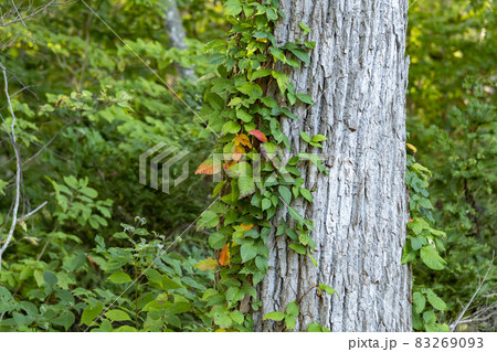 北海道の原生林と森の中 北海道の原生林と森の中 83269093