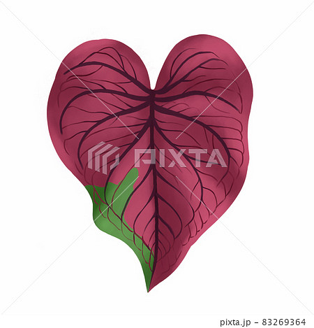 Pink caladium leaf plant, Digital illustration isolated on white background 83269364