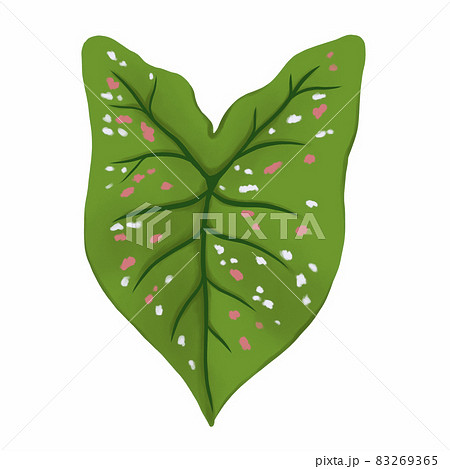 Caladium leaf plant, Digital illustration isolated on white background 83269365