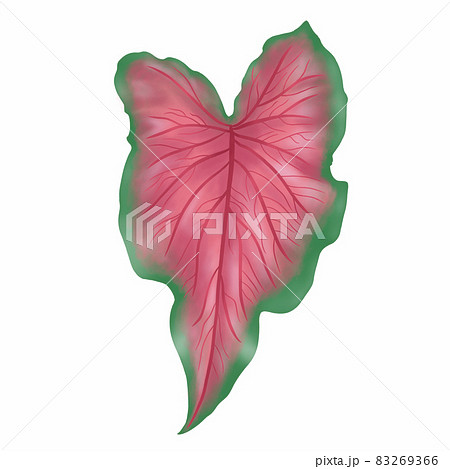 Caladium leaf plant, Digital illustration isolated on white background 83269366