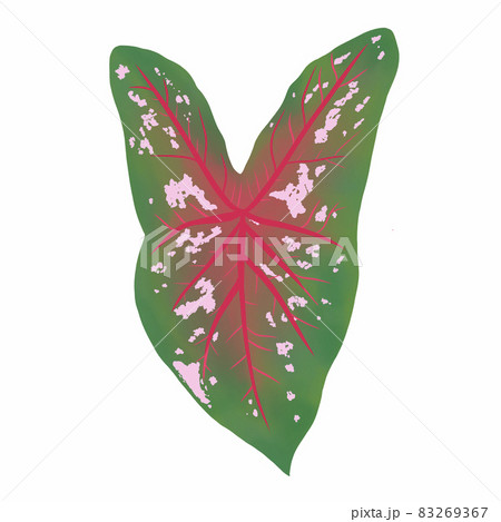 Caladium leaf plant, Digital illustration isolated on white background 83269367