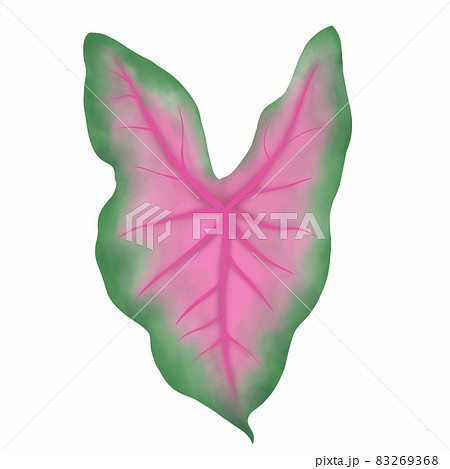Caladium leaf plant, Digital illustration isolated on white background 83269368