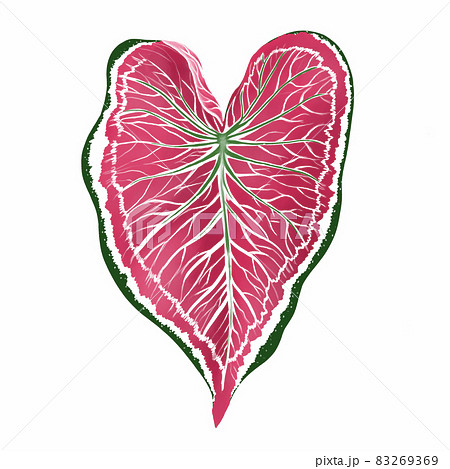 Caladium leaf plant, Digital illustration isolated on white background 83269369