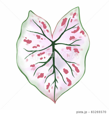 Caladium leaf plant, Digital illustration isolated on white background 83269370