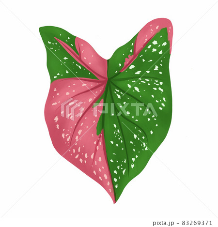 Caladium leaf plant, Digital illustration isolated on white background 83269371
