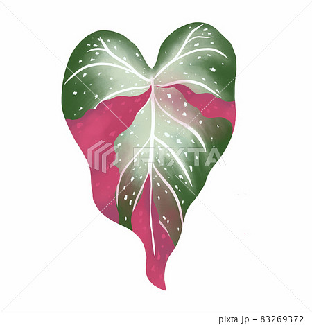 Pink caladium leaf plant, Digital illustration isolated on white background 83269372