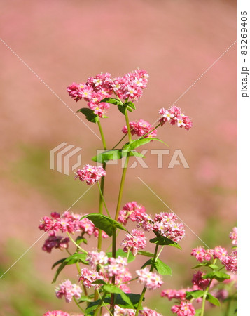 満開の赤そばの花 満開の赤そばの花 83269406