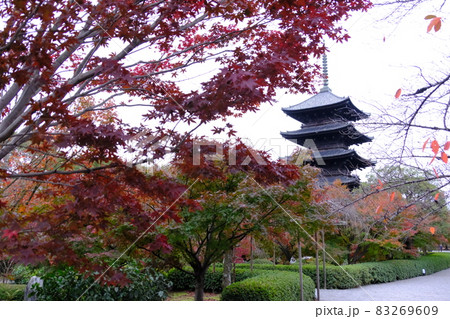 京都東寺紅葉 83269609