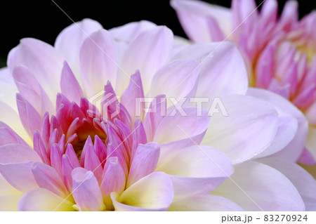 満開のダリア 83270924