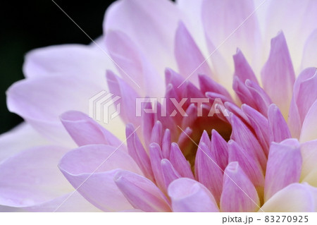 満開のダリア 83270925