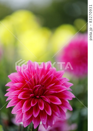 満開のダリア 83270931