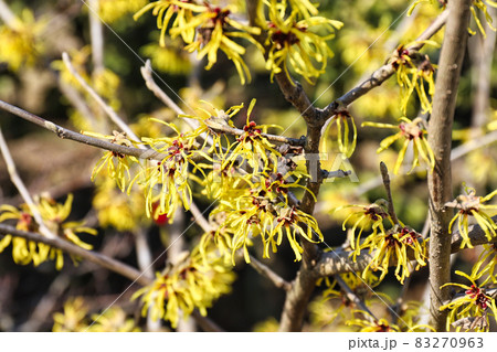 早春に咲く花木の写真素材 早春に咲く花木の写真素材