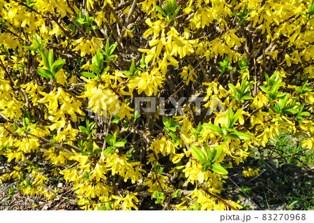 早春に咲く花木の写真素材 早春に咲く花木の写真素材