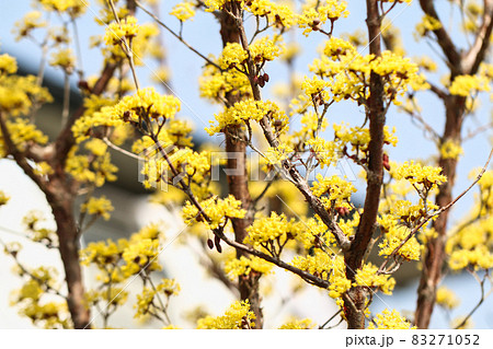 早春に咲く花木の写真素材 早春に咲く花木の写真素材