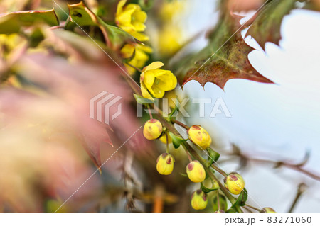早春に咲く花木の写真素材 早春に咲く花木の写真素材