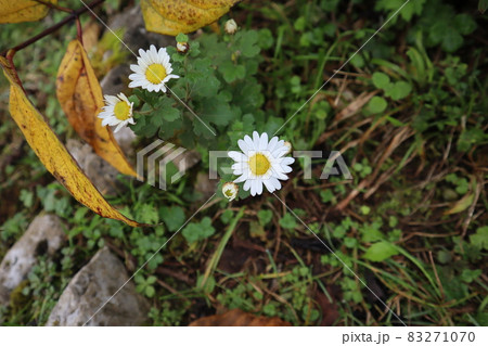 リュウノウギクの花の咲く風景 83271070