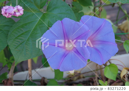 夏の風物詩の朝顔 83271220