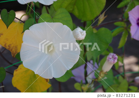 夏の風物詩の朝顔 夏の風物詩の朝顔 83271231
