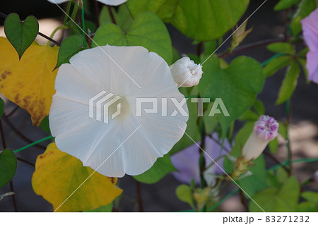 夏の風物詩の朝顔 夏の風物詩の朝顔 83271232