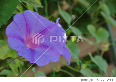 夏の風物詩の朝顔 夏の風物詩の朝顔 83271244