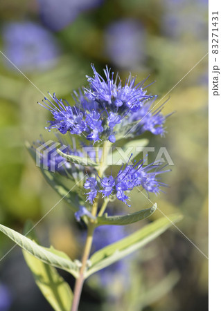 Bluebeard Bluebeard 83271431
