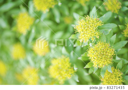 イワベンケイ 83271435