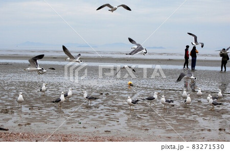 飛ぶ 鳥 浜 83271530
