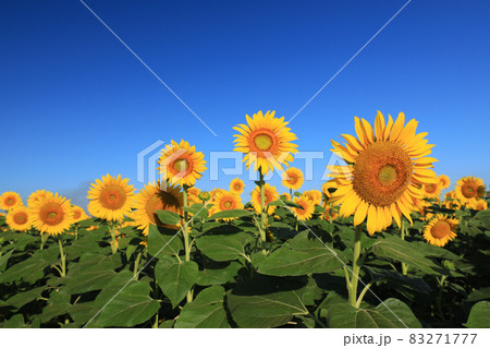 ひまわり2627 83271777